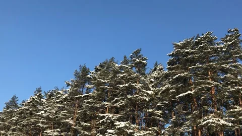 Winter Forest Background Stock Footage 147980190