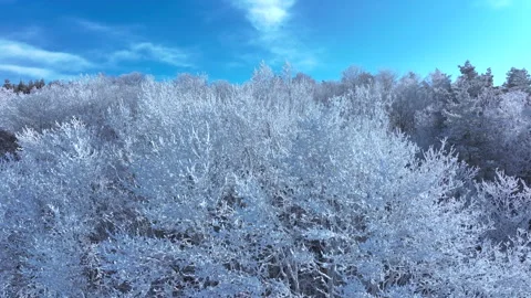 Winter Forest Background with Frosted Trees Stock Footage 326068798