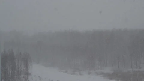 Winter forest on the background of heavy snow, background, cloudy weather, snow Stock Footage 101175208