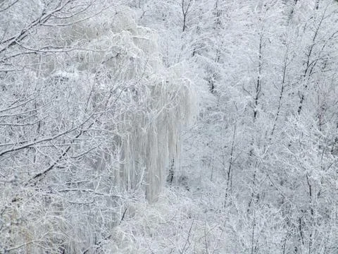 Winter forest background Stock Photos