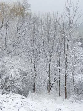 Winter forest background Stock Photos