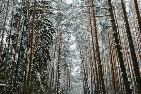 Winter forest background Stock Photos
