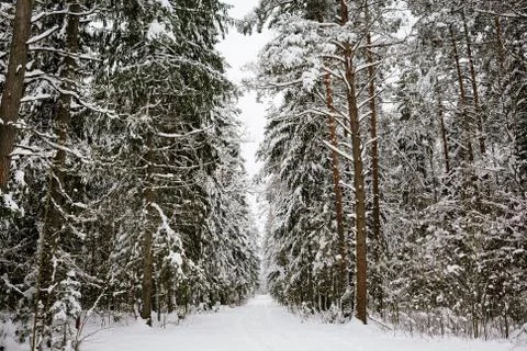 Winter forest background Stock Photos