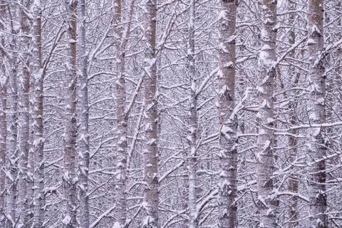 Winter forest background Stock Photos