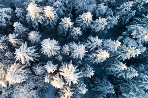 Winter forest background Stock Photos