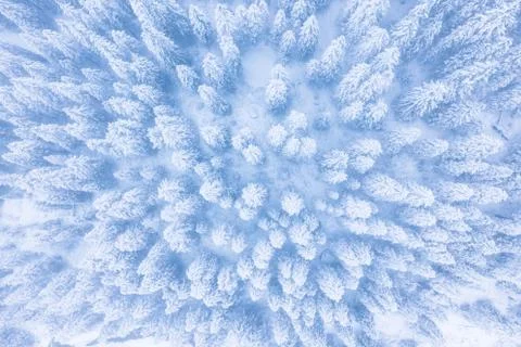Winter forest background Foto stock