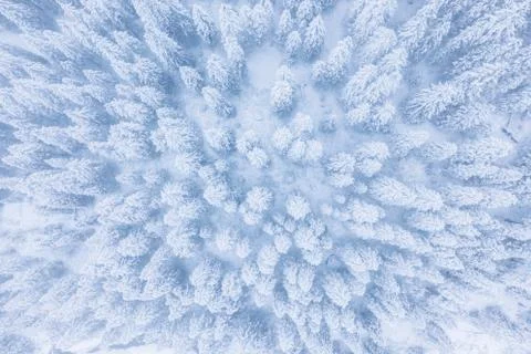 Winter forest background Stock Photos