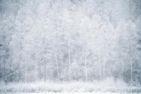 Winter forest background. Snowfall in forest. Stock Photos