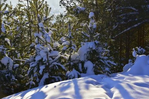 Winter forest in backlight, all covered with snow. Blue radial shadows stretc Stock Photos