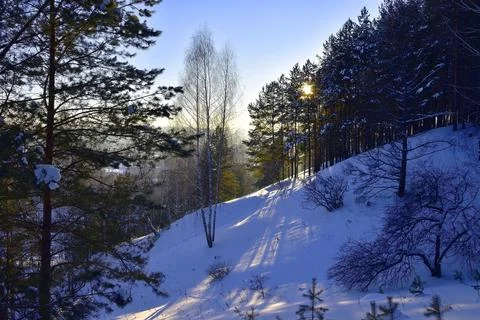 Winter forest in backlight, all covered with snow. Blue radial shadows stretc Stock Photos