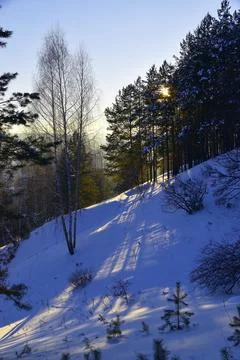 Winter forest in backlight, all covered with snow. Blue radial shadows stretc Stock Photos
