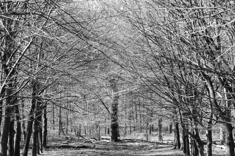 Winter Forest with Bare Branches – Graphic Lines in Tranquil Nature Stock Photos