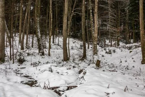Winter forest with bare leaves and white snow Stock Photos