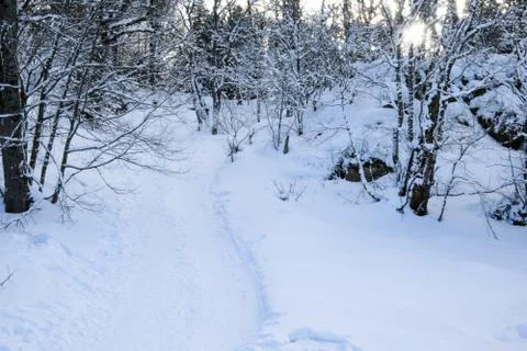 Winter forest, bare trees all in the snow. Between the trees in the snow on the Stock Photos