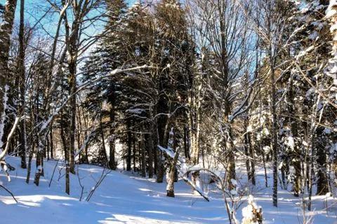 Winter forest, bare trees all in the snow. Between the trees in the snow on the Stock Photos