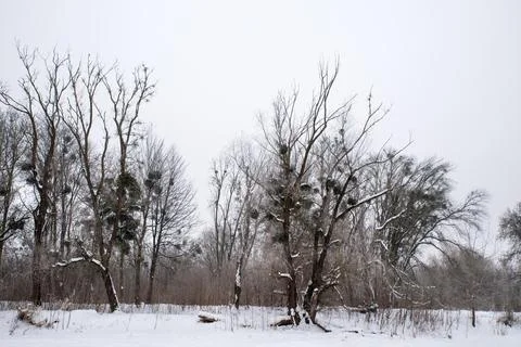 Winter Forest with Bare Trees and Snow Foto stock