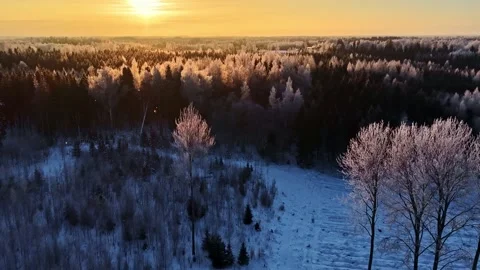 Winter Forest Bathed in Warm Sunlight Stock-Footage 331036751