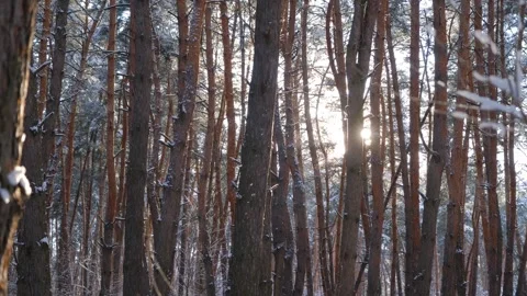 Winter forest. Beautiful winter forest. Snow falls in the winter forest Stock Footage 312821181