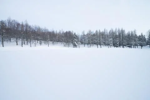 Winter forest with Beech trees covered with white snow. Winter landscape Foto stock
