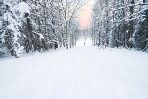 Winter forest with Beech trees covered with white snow. Winter landscape Foto stock