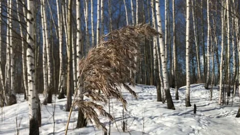 Winter forest , birch and dulrush Stock Footage 86557184