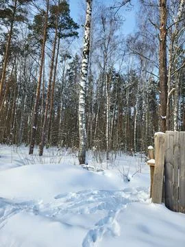 Winter Forest with Birch and Pine Trees Foto stock