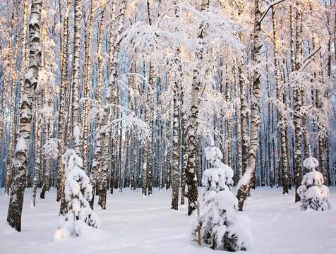 Winter forest with birch trees covered with fluffy snow on a clear sunny day Stock Photos