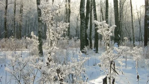 Winter forest, birch trunks, sunlight falls on the snow-covered dry leaves o Stock Footage 148227308