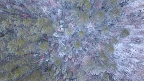 Winter forest with a bird's eye 動画素材 83792379