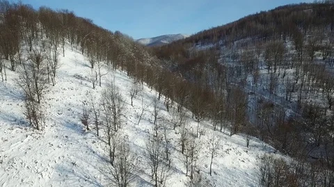 Winter forest from a bird's eye view Stockbeeldmateriaal 71126706