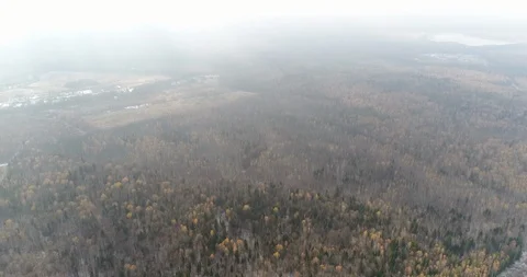 Winter Forest bird's-Eye View. Mariel. Aerial View Stock Footage 98153052