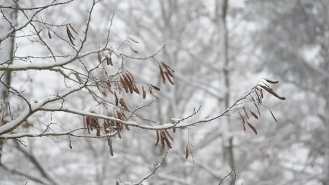 Winter in forest. Black locust tree branch Stock Footage 70410553