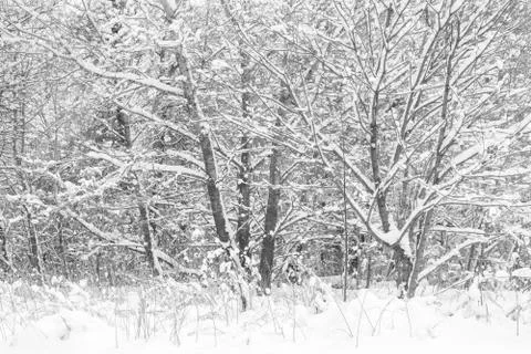Winter forest black white Stock Photos