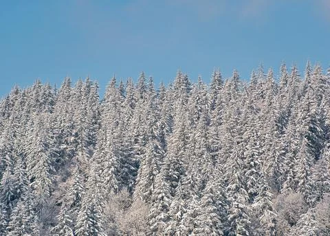 Winter forest on blue sky background. Trees in snow on bright sunny day Stock Photos