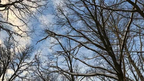 Winter forest blue sky trees day background low angle Stock Footage 106087764