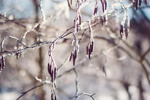 Winter forest blurred background Stock-Fotos