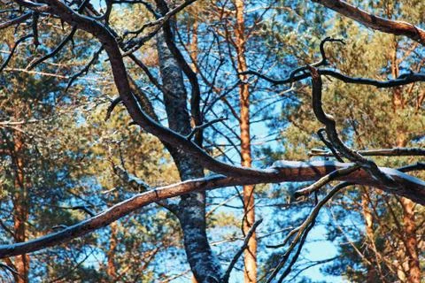 Winter forest branch Foto stock