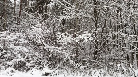 Winter forest branches in snow Stock Footage 70851840