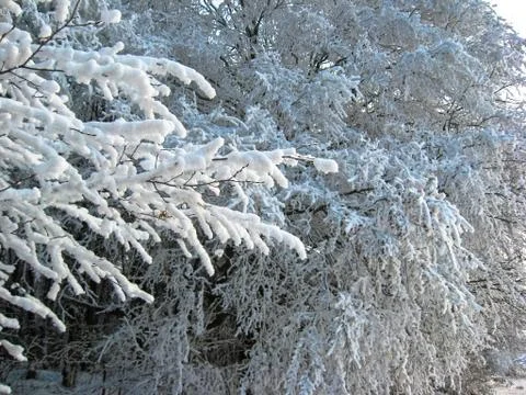 In the winter forest. The branches of the trees are covered with snow Stock Photos