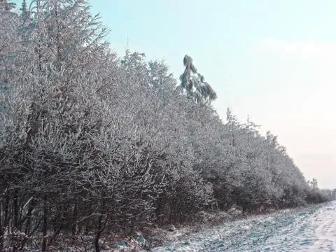 In the winter forest. The branches of the trees are covered with snow, agains Stock Photos