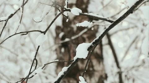 Winter Forest. Branches Of Trees Covered With Snow Stock Footage 85483455