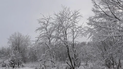 Winter Forest. Branches Of Trees Covered With Snow Stock Footage 86575941
