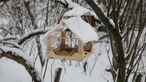 Winter forest in calm weather, titmouse eating from the bird feeder Stock Footage 72174787