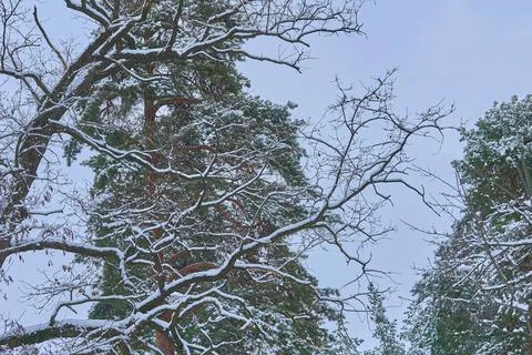 Winter forest calm.Tree branches covered with fluffy snow Stock Photos