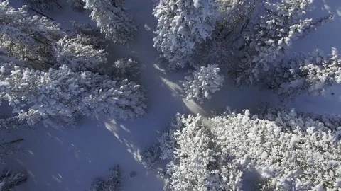 Winter forest. The camera flies over the snow-covered trees. Unusual foreshorten Video stock 75047616