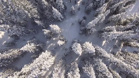 Winter forest. The camera flies over the snow-covered trees. Unusual foreshorten Video stock 75047673
