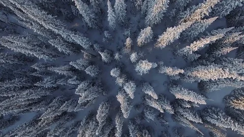 Winter forest. The camera flies over the snow-covered trees. Unusual foreshorten Stock Footage 75047682