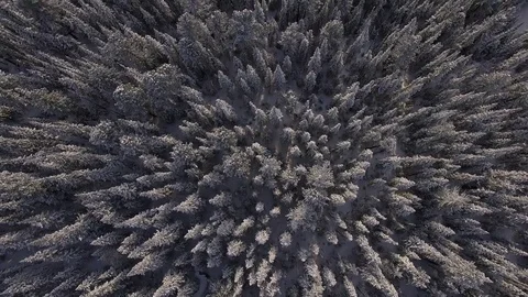 Winter forest. The camera flies over the snow-covered trees. Unusual foreshorten Video stock 75047745
