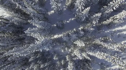 Winter forest. The camera flies over the snow-covered trees. Unusual foreshorten Video stock 75048175