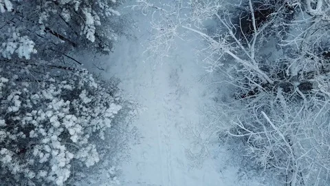 Winter forest. The camera moves smoothly up along the trees. Snowing. 4K Stock Footage 100991687